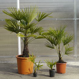 Palmier chanvre / Trachycarpus fortunei